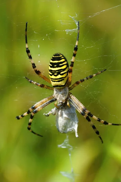 Primo Piano Verticale Ragno Femmina Vespa Argiope Bruennichi Posizionato Nella — Foto Stock