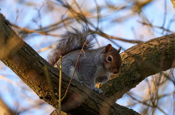 Closeup Cute Gray Squirrel Tree — Stock Photo, Image