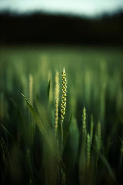 美丽的绿色色调的麦田的精选焦点 — 图库照片
