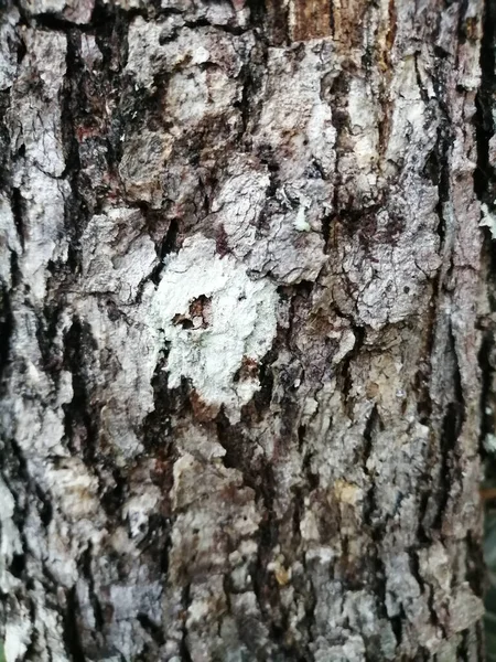 Disparo Vertical Tronco Árbol — Foto de Stock