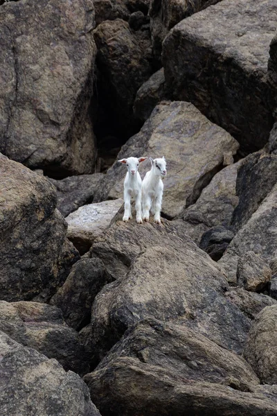 两只小白山羊站在岩石上 — 图库照片