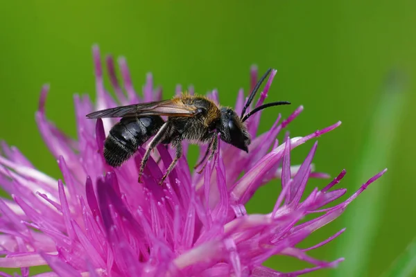 Knapwood Centaurea Jacae Deki Mor Bir Çiçekte Natçı Başlı Bir — Stok fotoğraf