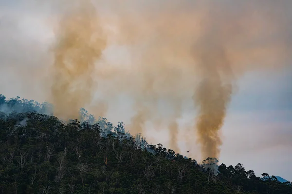 Пожар Крупным Планом Горном Лесу — стоковое фото