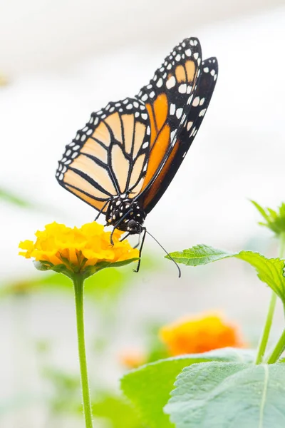 Seletivo Uma Borboleta Monarca Uma Flor Amarela — Fotografia de Stock