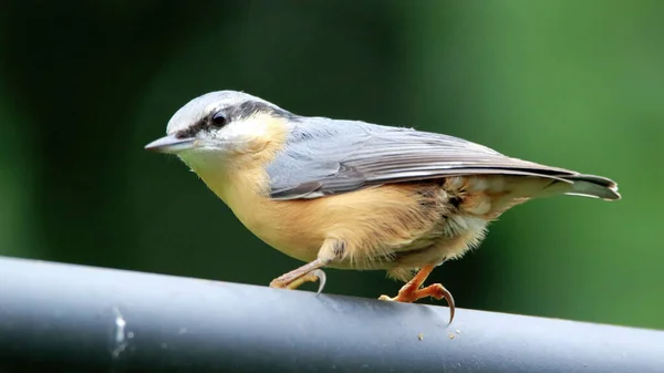 Bremen Německo Srpna 2021 Nuthatch Sedí Tyči Dívá Oblasti — Stock fotografie