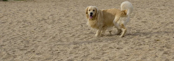 Tiro Cachorro Fofo Praia Com Língua Para Fora Olhando Para — Fotografia de Stock