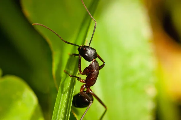 Black Ant Climbing Green Grass Blade Meadow — Stock Photo, Image