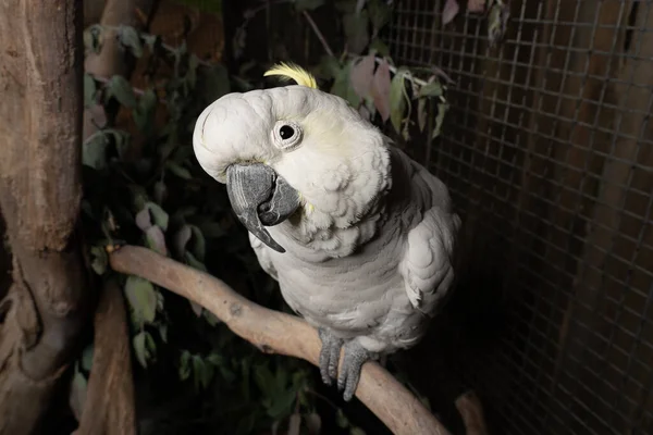 Zbliżenie Kakadu Siarką Zoo — Zdjęcie stockowe