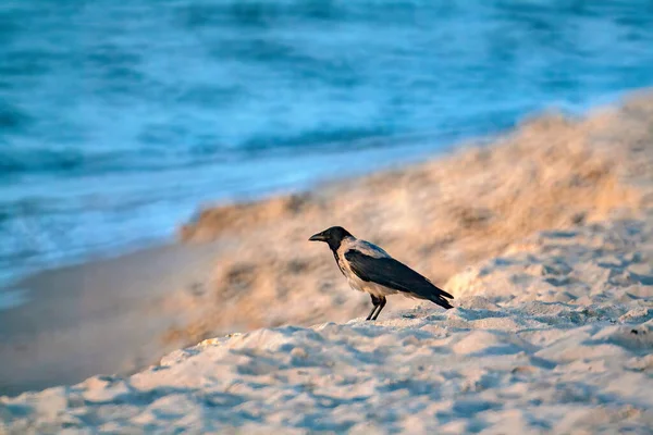 Selective Hooded Crow Bird Nature — Stock Photo, Image