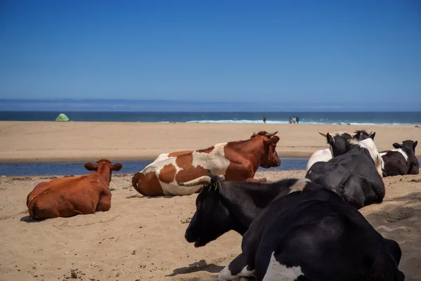Кілька Домашніх Корів Биків Лежать Сонячному Піщаному Пляжі — стокове фото