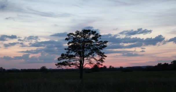 Όμορφο Ηλιοβασίλεμα Στο Δάσος — Αρχείο Βίντεο
