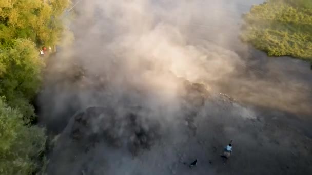 Grande Grupo Vacas Natureza Selvagem África — Vídeo de Stock