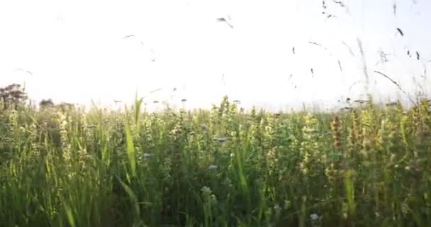 Groen Gras Het Veld — Stockvideo