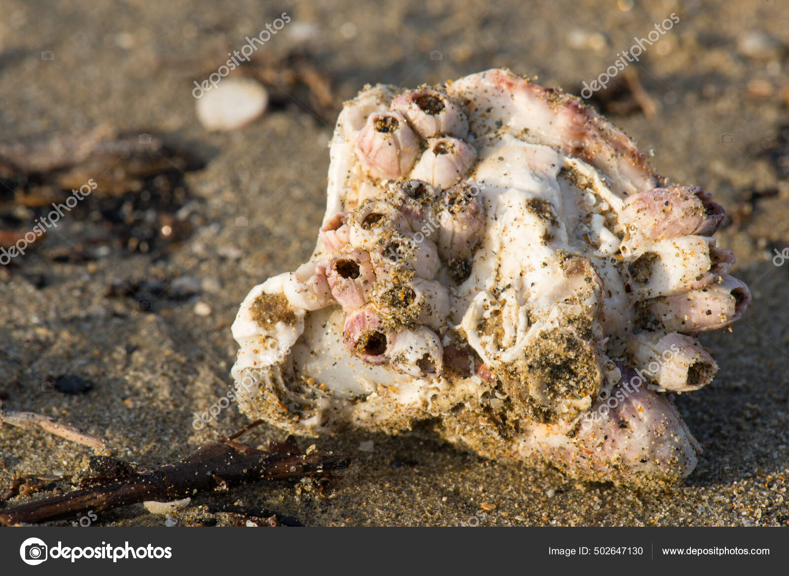 Closeup Sedimentary Rock Marine Fossils — Stock Photo © Wirestock