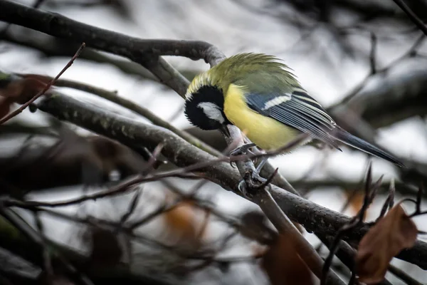 Closeup Shot Great Tit Dried Tree — Fotografia de Stock