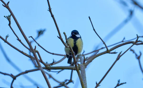 Closeup Great Tit Perched Branch — Stok fotoğraf