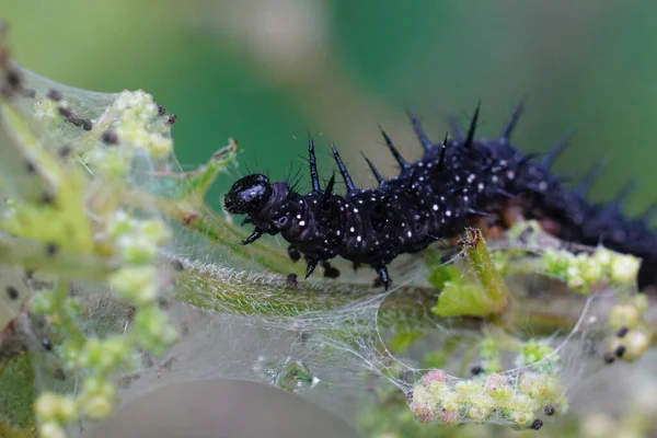 Közelkép Hernyók Páva Pillangó Inachis Eszik Csalán Urtica Dioicia Kertben — Stock Fotó