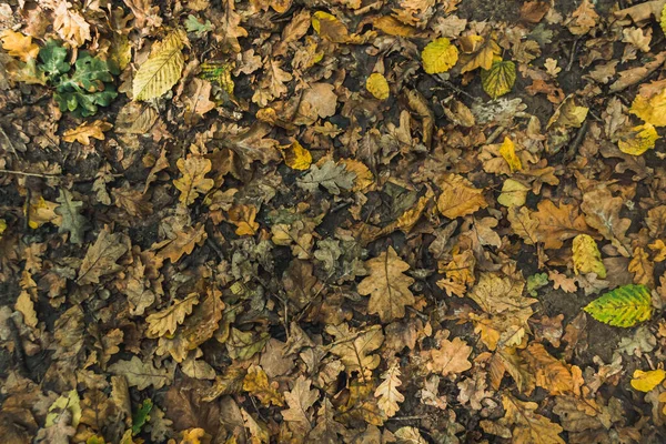 Uma Vista Superior Uma Pilha Folhas Outono Chão — Fotografia de Stock