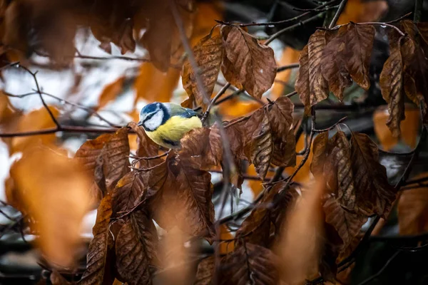Closeup Shot Eurasian Blue Tit Dried Tree — Zdjęcie stockowe