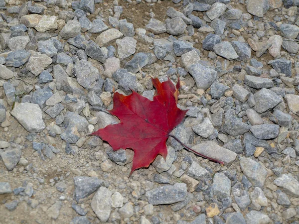 Closeup Shot Red Fall Leave Laying Pebbled Ground — Stock Photo, Image