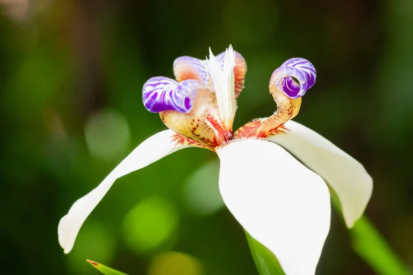 Een Selectieve Focus Shot Van Bloeiende Walking Iris Bloemen Tuin — Stockfoto