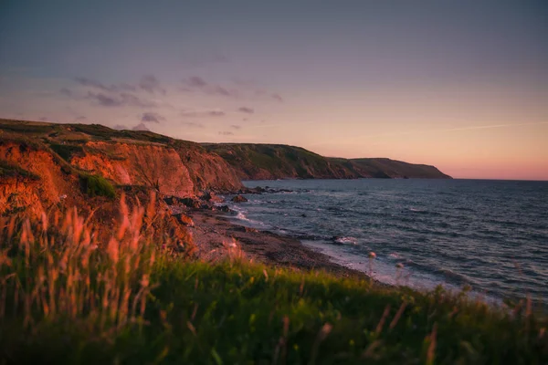 Ett Vackert Fält Vilda Blommor Nära Stranden Vid Solnedgången — Stockfoto