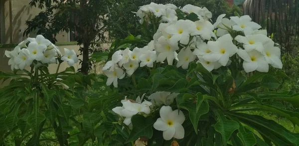 Ένα Κοντινό Πλάνο Λουλούδια Γιασεμιού Ανθίζουν Έναν Κήπο Στο Φως — Φωτογραφία Αρχείου