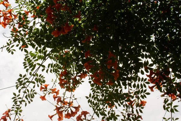 Низкий Угол Цветущего Растения Оранжевыми Цветами — стоковое фото