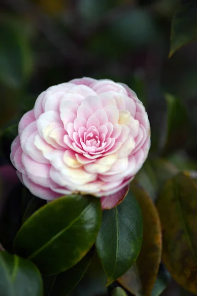 Closeup Shot Pink Camellia Flower Blurred Background — Stock Photo, Image