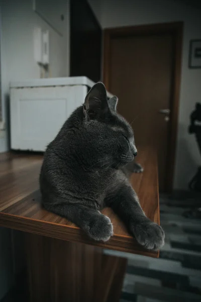 Primer Plano Somnoliento Gato Británico Shorthair Sobre Una Mesa Madera —  Fotos de Stock