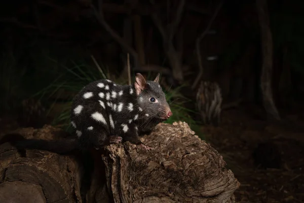 Closeup Eastern Quoll Log Zoo — Stock Photo, Image