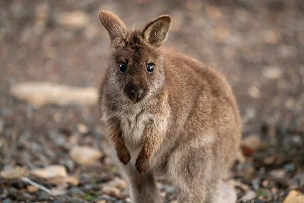 Vahşi Doğada Kameraya Bakan Kırmızı Boyunlu Bir Kangurunun Yakın Çekimi — Stok fotoğraf