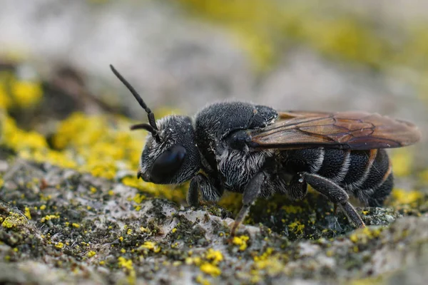Zbliżenie Samicy Ciemnej Pszczoły Kukułki Stelis Simillima Gard Francja — Zdjęcie stockowe