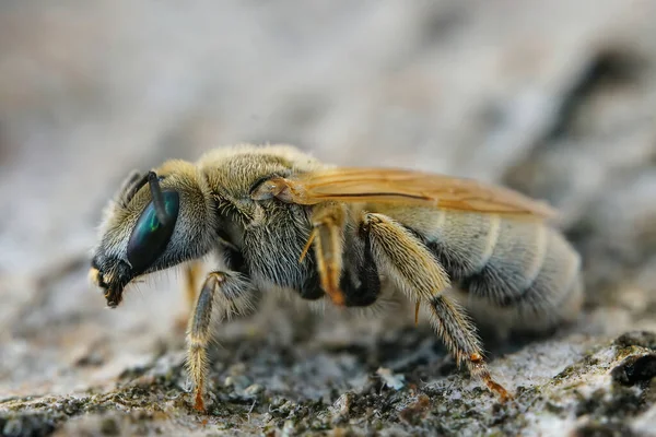 Closeup Detalhado Uma Fêmea Mealy Metallic Furrow Bee Vestitohalictus Pollinosus — Fotografia de Stock