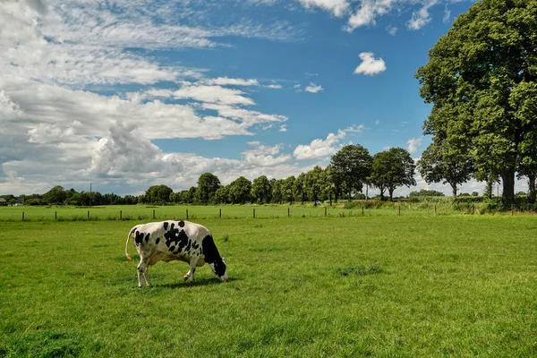 Pâturage Vert Profond Avec Une Vache Brouteuse Ciel Nuageux — Photo