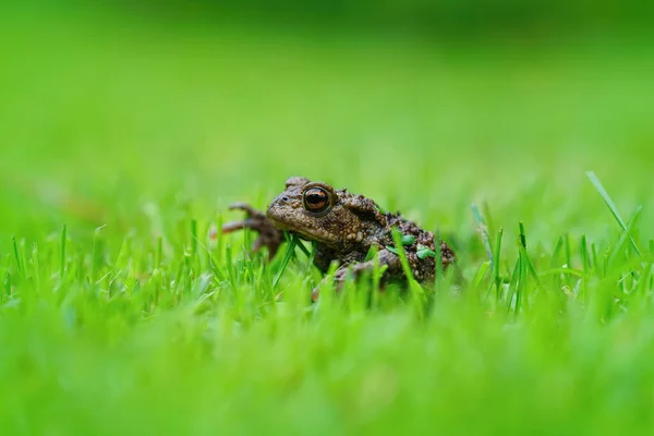 Primo Piano Rospo Comune Europeo Adulto Bufo Bufo Uno Sfondo — Foto Stock