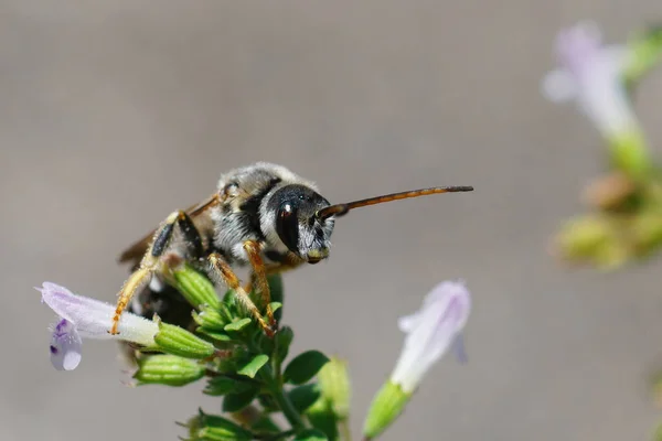 Closeup Male Giant Furrow Bee Halictus Quadricinctus Sitting Hing Top — Stock Photo, Image