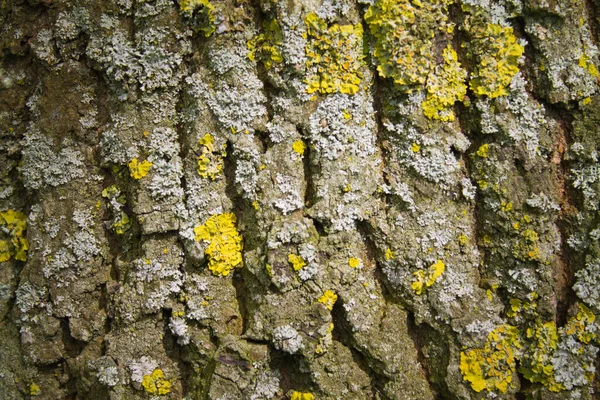 Detailní Záběr Mechem Pokrytou Texturu Kůry Stromu — Stock fotografie