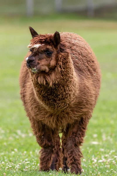 Eine Nahaufnahme Eines Lamas — Stockfoto