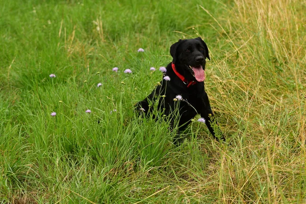 Дуже Милий Сидячий Чорний Лабрадор Собака Полі Фіолетових Квітів — стокове фото