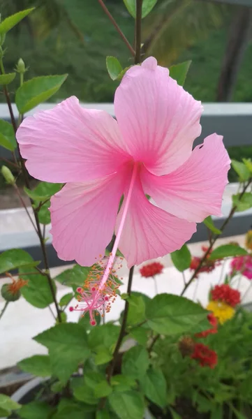 Tiro Vertical Hibisco Rosa Vaso Florescendo Jardim Com Fundo Embaçado — Fotografia de Stock