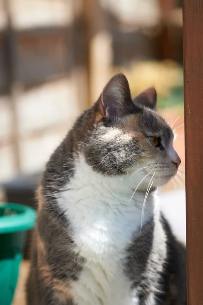 Vertikal Närbild Söt Bicolor Katt — Stockfoto