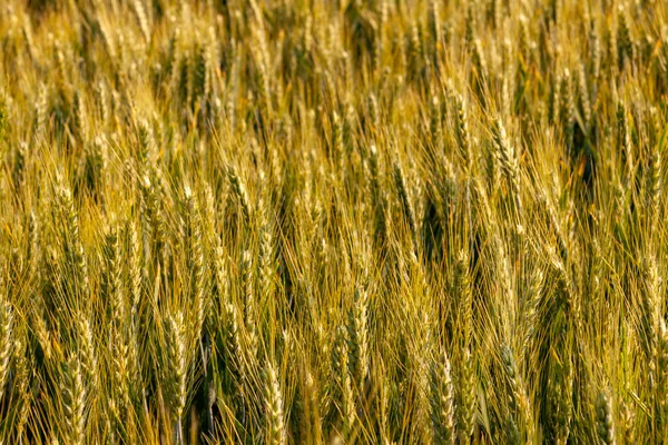 金色の穂状花序のある小麦畑 — ストック写真