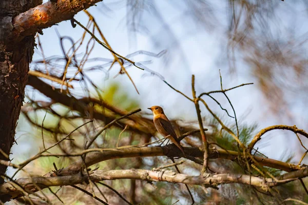 Ein Selektiver Vogel Auf Dem Zweig Der Natur — Stockfoto