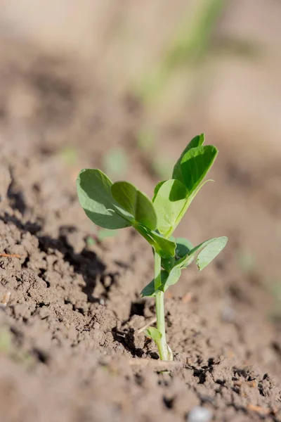 Mała Roślina Wyrastająca Gleby — Zdjęcie stockowe