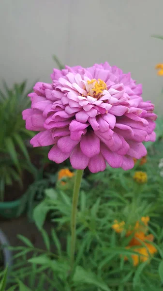 정원에 자주색지니아 — 스톡 사진