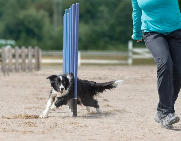 Perro Border Collie Haciendo Ejercicios Agilidad Una Competición —  Fotos de Stock