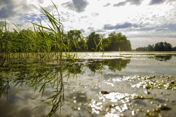 Hoge Gras Groeit Moerasland Van Mauensee Zwitserland — Stockfoto