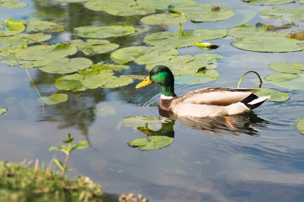 一只雄性野鸭在水里游泳的特写镜头 — 图库照片