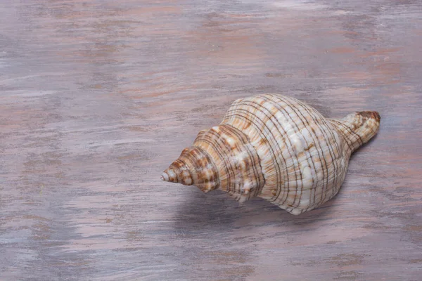 蜗牛壳的特写镜头 — 图库照片